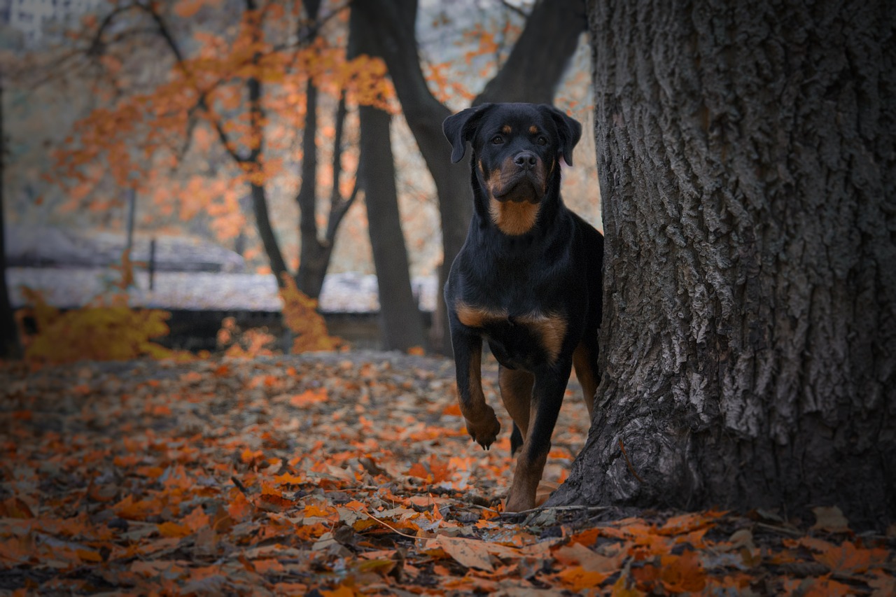 Understanding the Characteristics of the Rottweiler